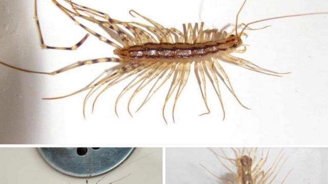 P3. Why you should never kill a house centipede if you find one inside your house