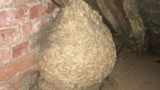 P3. Man Thinks He Found “Hornets” Nest In Attic – Turns Pale When He Realizes What’s Inside