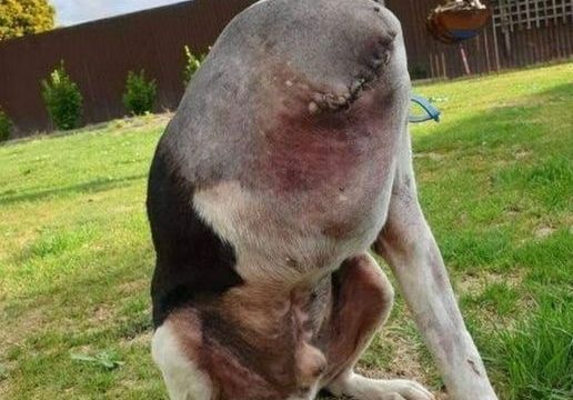 P3. People Are Going Crazy Over This Photo Of A ‘Headless’ Dog