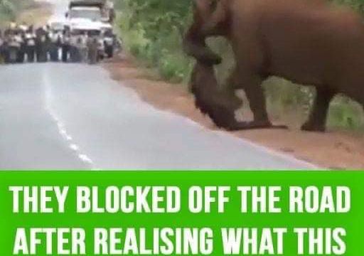 P3. They blocked off the road after realizing what this elephant was carrying with its trunk