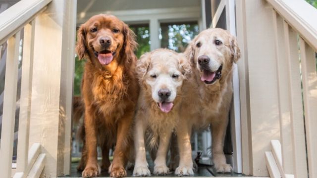 P3. Woman asks neighbor to watch dogs – then receives a letter from him that reduces her to tears