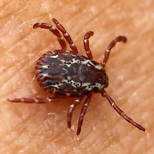 P3. If you find a tick inside your home, here’s what you need to know