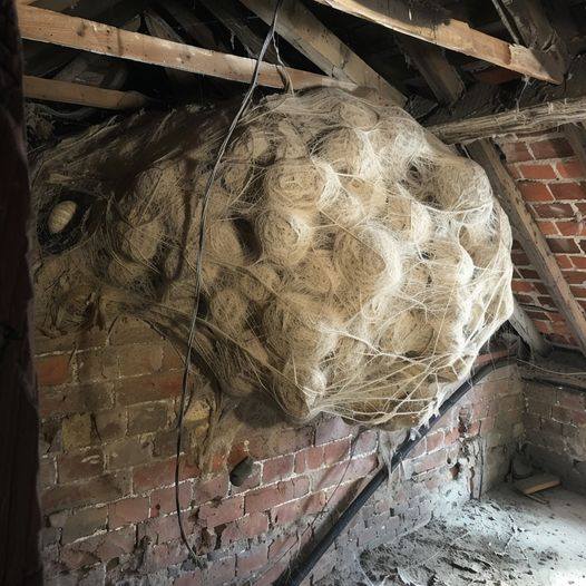 P3. Man Thinks He Found “Hornets” Nest In Attic – Turns Pale When He Realizes What’s Inside